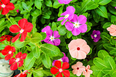 红粉红色紫色花朵季节宏观叶子热带植物群玫瑰花园植物花瓣橙子图片