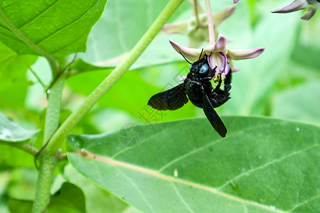 蜜蜂从皇冠花中找到甜水叶子公园园艺花园宏观漏洞植物紫色昆虫热带图片