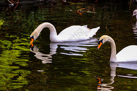 一对无声天鹅 在池塘上预示着他们的羽毛野生动物游泳翅膀离合器夫妻蓝色外貌动物飞行丑小鸭图片