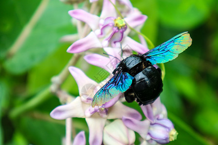 蜜蜂从皇冠花中找到甜水木匠荒野花园紫色眼睛宏观花瓣野生动物叶子阳光图片