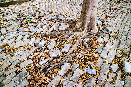树根生长和损坏砖块 walkwa水泥路面损害街道植物破坏树干风暴气旋人行道图片