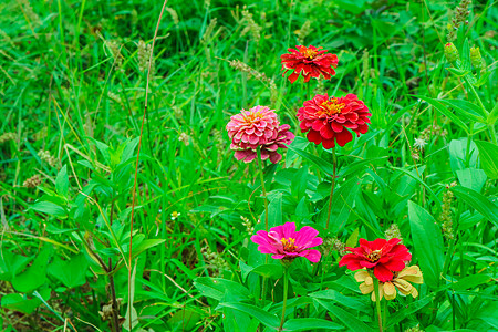 开花在庭院绿草backgroun的百日草花公园植物学场地花园叶子食物雏菊花瓣美丽宏观图片