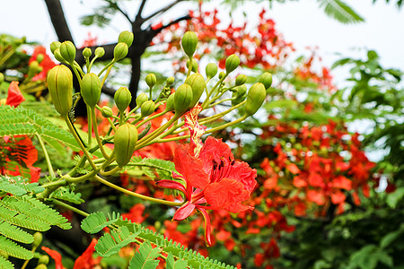 凤凰木红花精品火焰树在公共花园中绽放热带花朵叶子美丽反射植物烟囱孔雀植物群天空背景