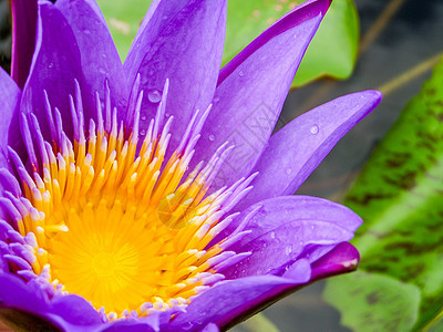 紫莲花在水面上开花沼泽热带荷花情调植物反射植物学睡莲百合软垫图片