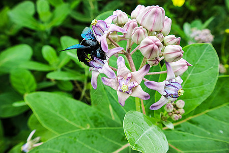 蜜蜂从皇冠花中找到甜水园艺翅膀公园热带植物花瓣荒野花园眼睛木头图片