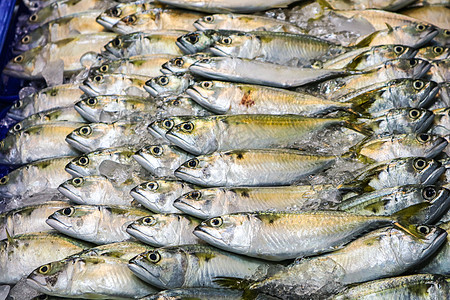 在冷冻面板上将新鲜的鹦鹉排成一排海洋鲭鱼烹饪市场餐厅阳光海鲜饮食生活营养图片