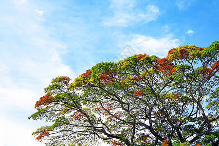 树枝上的彩叶在秋天变色图片