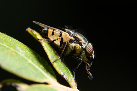 植物上的果蝇插件宏观野生动物动物图片