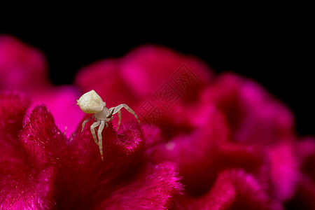 红花上的白蜘蛛宏宏观黄色黄花白色野生动物捕食者动物红色螃蟹漏洞图片