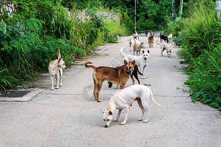流浪狗在等那些有食豆的人来送食物友谊街道朋友小狗流浪犬类动物跑步宠物哺乳动物图片