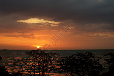 夕阳回过海侧影树枝树叶子植物树木热带荒野旅行棕榈太阳场地天空图片