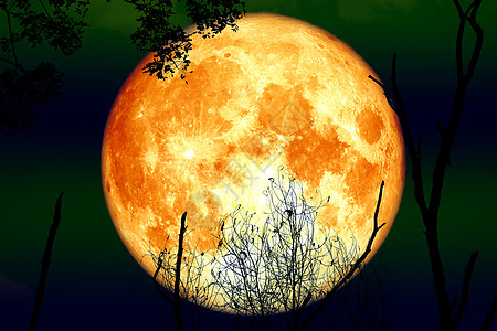 月亮满月 在周光树和夜空上图片