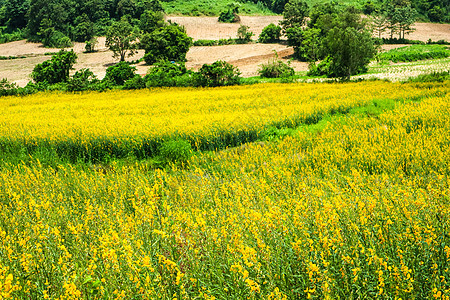 山谷中阳光灿烂 田中美丽的黄花季节花园场地太阳麻农村农业植物学蓝色生长植物图片