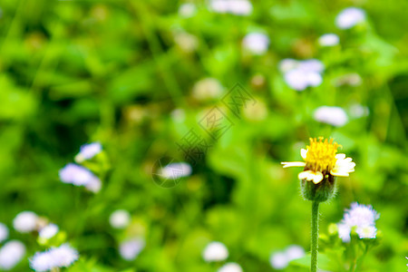 清晨雨露之后 盛开的野草花图片