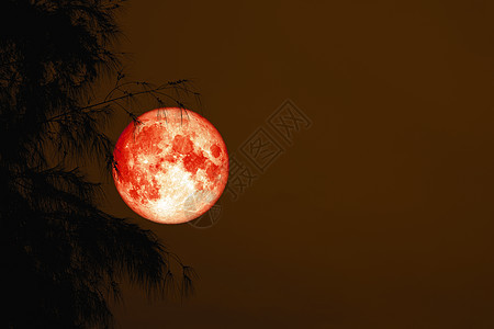 红色血月背影树之夜红天风景月亮天空日落墙纸海景月球反射月光血月图片