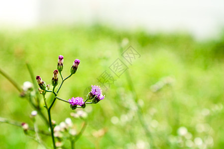 清晨雨水和露露之后 开花的野草图片