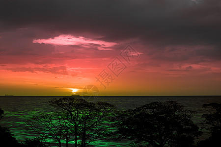 夕阳回过海侧影树枝树荒野场地森林叶子椰子植物棕榈海洋热带天空图片