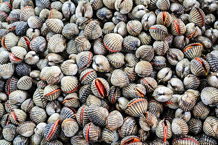 新鲜鸟蛤在冷藏窗格中排成一排营养生活动物贝壳热带美食蛤蜊餐厅海洋团体图片