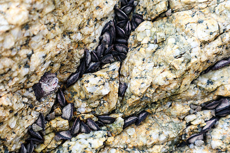 贻贝通常有一个深色细长的壳挂在 roc 上营养岩石荒野海洋贝类海岸石头海鲜环境生活图片