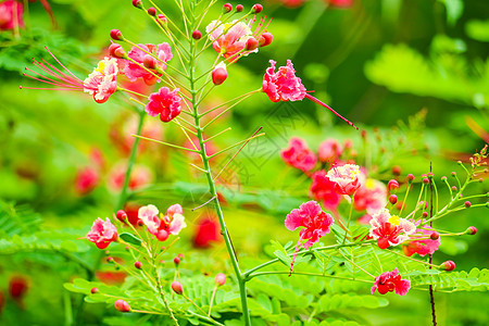 黄花可以用水煮开 用来解牙甲灌木花园火焰叶子孔雀矮人生长热带蝴蝶花瓣图片