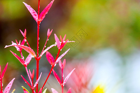 克里斯蒂娜红叶在几天的雨后生长花园叶子森林橙子季节植物玫瑰公园树叶背景图片