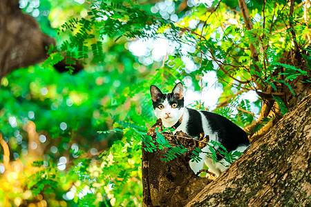 猫爬树来抓松鼠 但它不能爬下来小猫橙子眼睛毛皮花园动物叶子情绪蓝色猫科图片