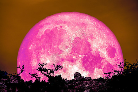 粉红月亮在悬崖夜空的树和植物上复明图片