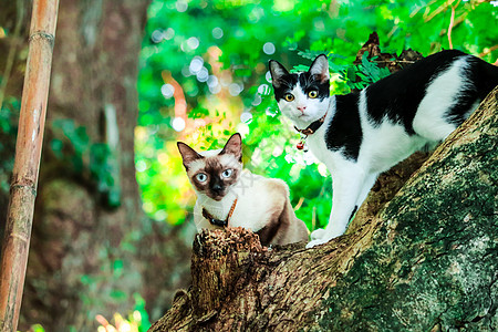 西亚猫爬上树来抓松鼠 但它不能攀登动物眼睛橙子帮助毛皮木头情绪宠物叶子猫科图片