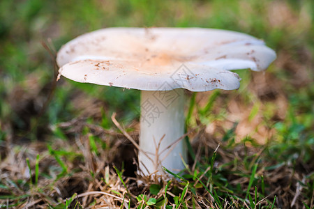 雨滴后在花园长大的白蚁蘑菇草地团体公园花园季节生活宏观博物馆太阳生长图片