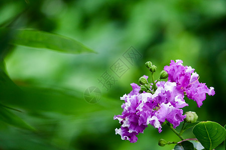 皇后的粪便神仙或印太宁紫花桃金娘紫色花朵宏观叶子公园花瓣植物群热带植物学背景图片