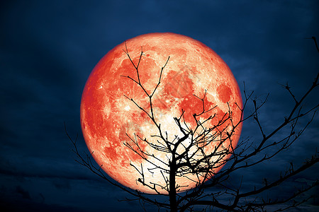 满满的红月后圆周光环形干树之夜天空图片
