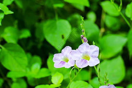 孟加拉时钟藤 蓝小号 蓝天花 天花 克洛茨叶子紫色桂冠天空草本植物草药花园藤蔓喇叭植物群图片