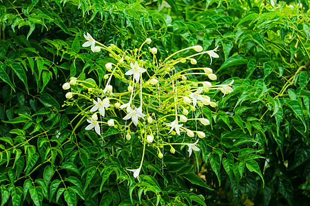 是一棵树白花 鲜香的 流行的花瓣花园阴影花朵叶子水仙花生长身体软木生活图片