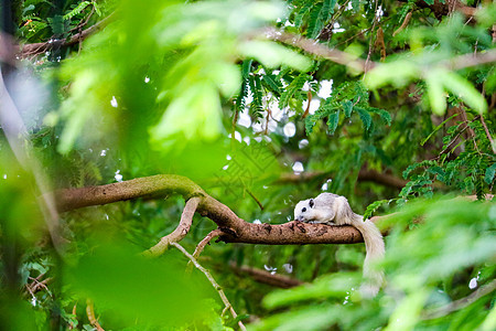 白松鼠躲在树叶的阴影下 在大树枝上松鼠花园哺乳动物森林动物野生动物叶子树干食物环境图片