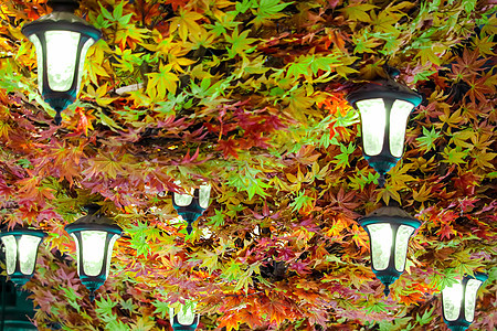 天花板灯周围环绕着以 t 装饰的五颜六色的树叶图片