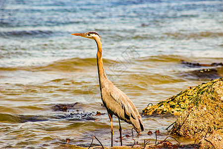 佛罗里达州迈尔斯堡海滩大蓝海隆Ardea英雄野生动物荒野支撑波峰蓝色苍鹭池塘涉水食物钓鱼图片