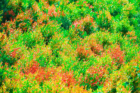 多色的克里斯蒂娜叶子和红色的嫩叶诞生了树叶生长季节背景橙子公园花园植物玫瑰森林图片