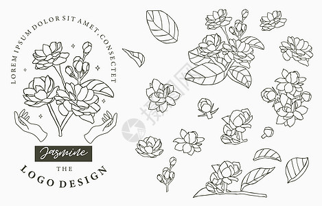 带叶子的黑色茉莉花标志集合 矢量插图 f绘画树叶收藏植物标识框架婚礼配件乡村花束图片