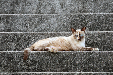 雌猫看镜头 脸上有两色毛皮图片