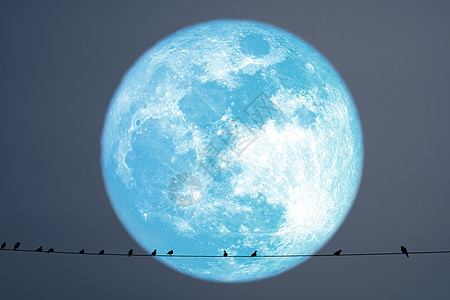 海月行星在电线上 背着轮光鸟叶子日落力量鸟类场景行星蓝色旅行干草月亮图片