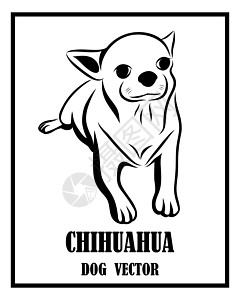 吉娃娃狗黑色和白色矢量 eps 1朋友小狗打印艺术猎犬宠物犬类哺乳动物绘画野生动物图片