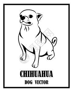 吉娃娃狗黑色和白色矢量 eps 1绘画艺术打印小狗插图朋友标识宠物哺乳动物草图图片