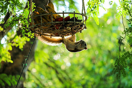 树上的松鼠试图吃香蕉和篮子果实叶子树叶森林荒野花园天空公园哺乳动物季节野生动物图片