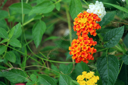 黄色红色粉红色马缨丹 camara 花在花园 bloomin叶子花朵橙子植物群花瓣季节树篱灌木美丽野生动物图片