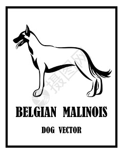比利时牧羊犬玛利诺犬矢量狗 eps 1草图安全训练宠物忠诚荒野插图打猎朋友农场图片