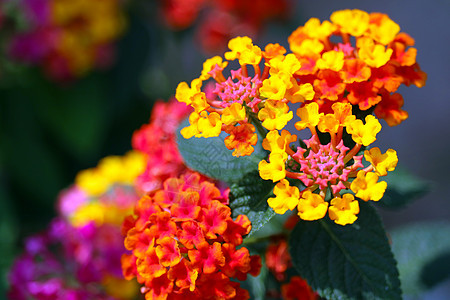 黄色红色粉红色马缨丹 camara 花在花园 bloomin热带哭泣植物学橙子灌木花瓣季节花朵植物野生动物图片