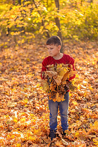 少年男孩站在落叶的树叶上思考周到 手里握着许多黄叶子背景图片