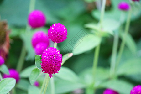 花朵在花园中露出模糊的灰色光芒图片