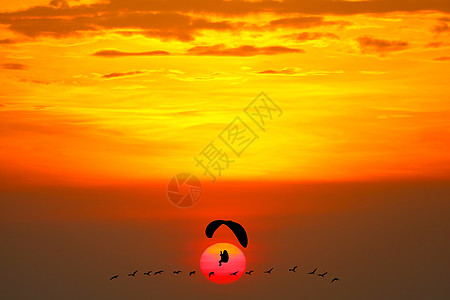 日落飞鸟和海面和彩色的月光抛光机日落飞行环境海洋太阳动物场景降落伞动力伞海鸥图片