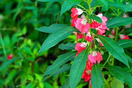 花园Balsam 玫瑰Balsam红花束花图片